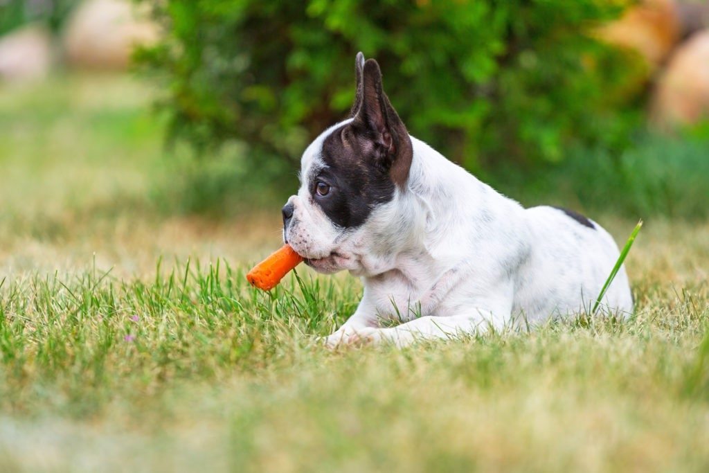 dog with treat