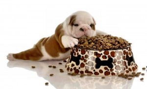 healthy puppy food