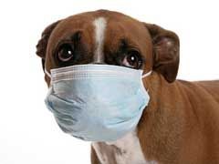 distemper in dogs