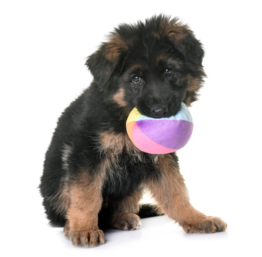 Happy puppy with a Toy